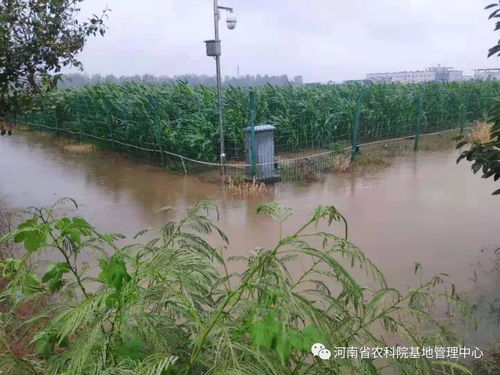 基地管理中心全力打好防汛抗災攻堅戰 防洪除澇設施管理筑牢安全防線