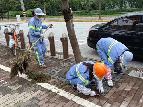 除草管理常態化 注重細節保品質 防洪除澇設施管理